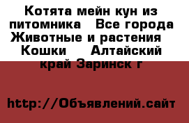 Котята мейн-кун из питомника - Все города Животные и растения » Кошки   . Алтайский край,Заринск г.
